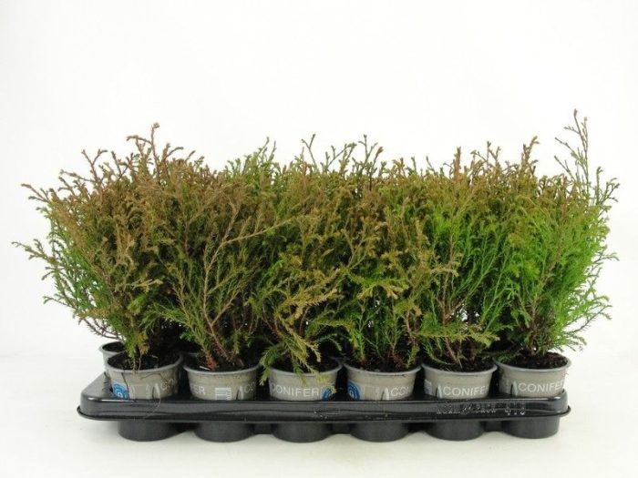 Thuja occidentalis 'Mr. Bowling Ball', D 9