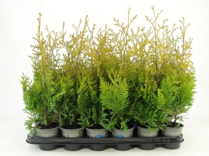 Thuja occidentalis 'Salland', D 9