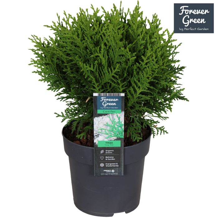 Thuja occidentalis 'Tiny Tim' P14, D 14