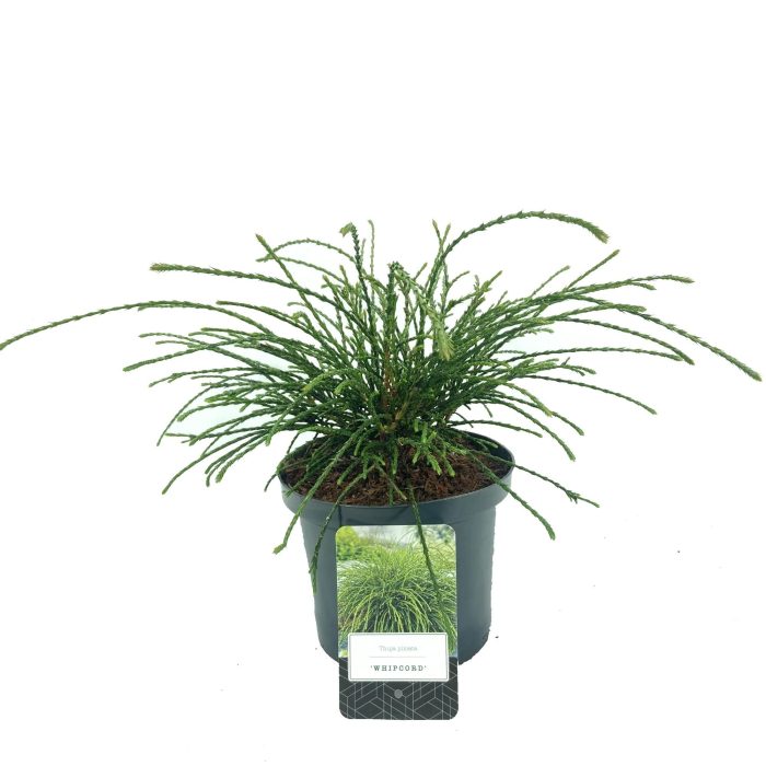 Thuja plicata 'Whipcord', D 18