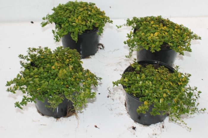 thymus citrodorus, D 13