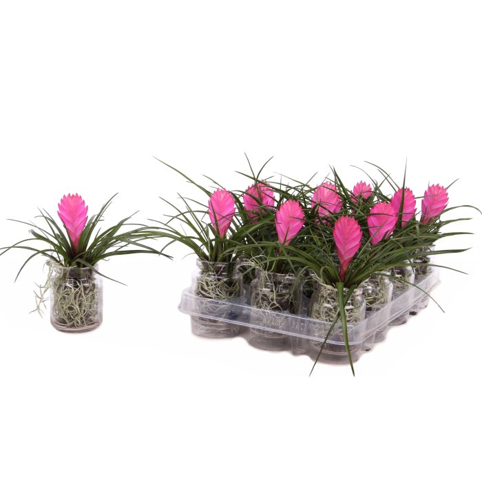 Tillandsia Cyanea in glas, D 7