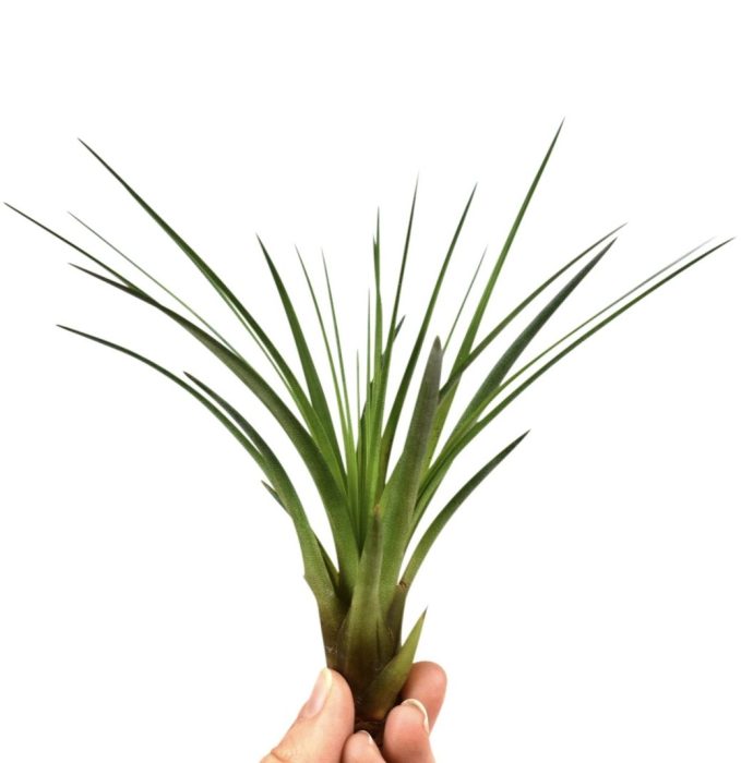 tillandsia melanocrater, D 10