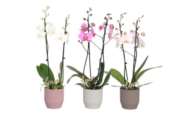 Tirza p12 scores mix Phal mix 2T14+, D 12