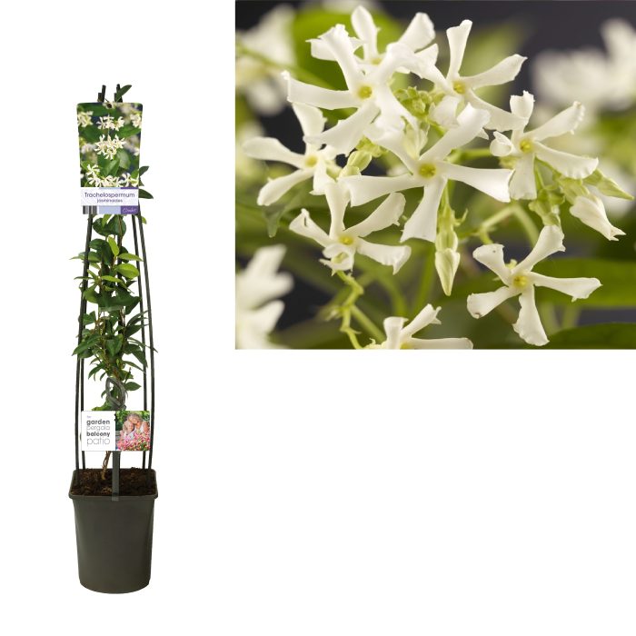 Trachelospermum jasminoides +light label, D 23