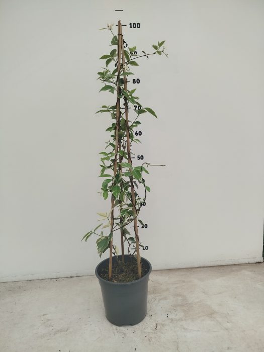 Trachelospermum jasminoides Variegata, D 19