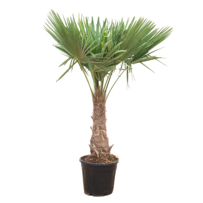 Trachycarpus Fortunei - 210cm, D 38