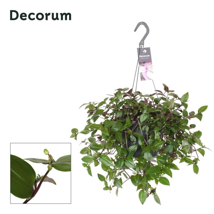 Tradescantia Green Hill, D 17