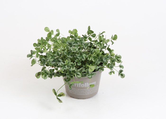 TRIFOLIUM REPENS 'SWEET MIKE', D 11