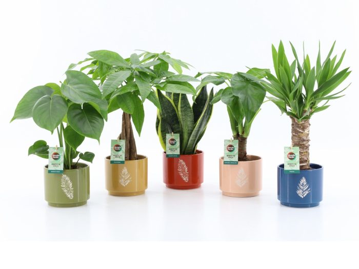 Tropic Mix in Artistique Keramiek, D 14