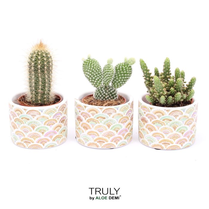 TRULY Cactus, Sun, D 7