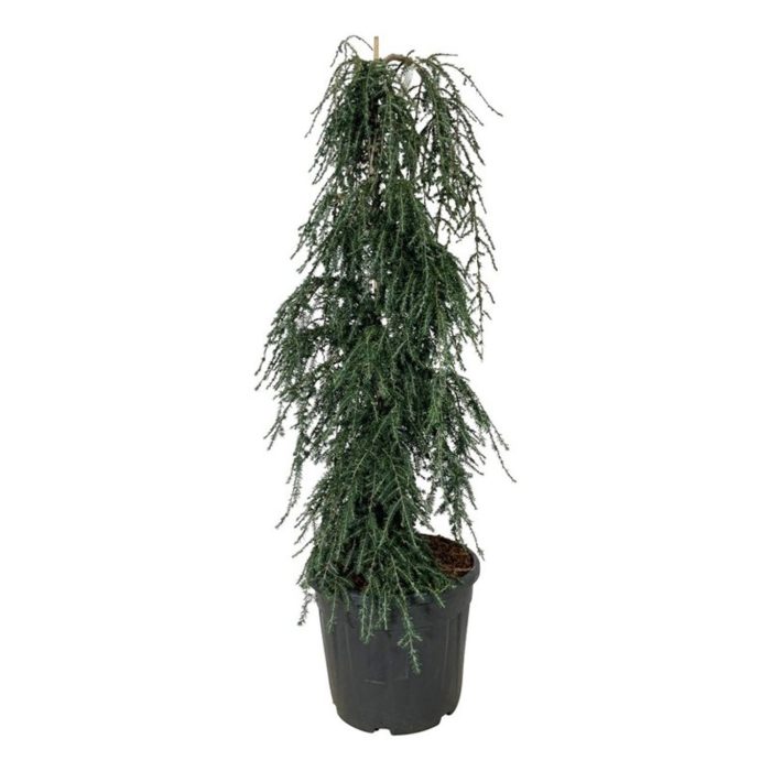 Tsuga can. 'Cole's Prostrate', D 40