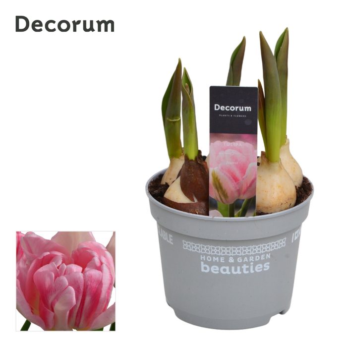 Tulp Foxtrot, D 12