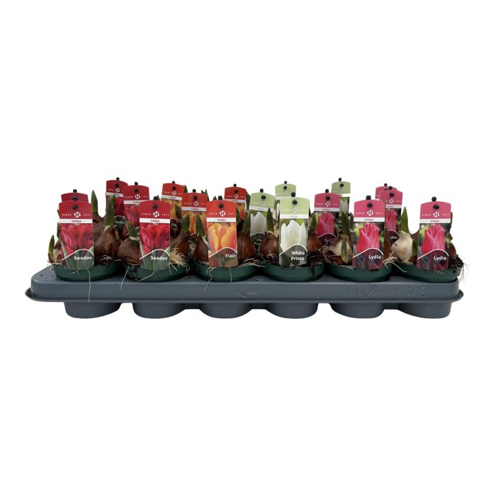 Tulpen mix 4 soorten, D 9