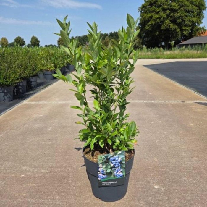 Vaccinium c. 'Emblue', D 29