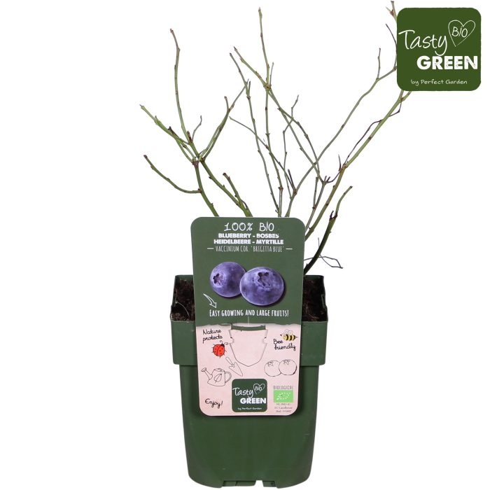 Vaccinium corymbosum 'Brigitta Blue' Bio P13, D 13