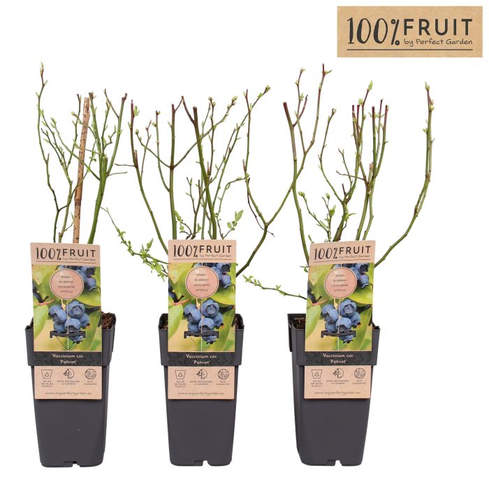 Vaccinium corymbosum 'Patriot' P15, D 15