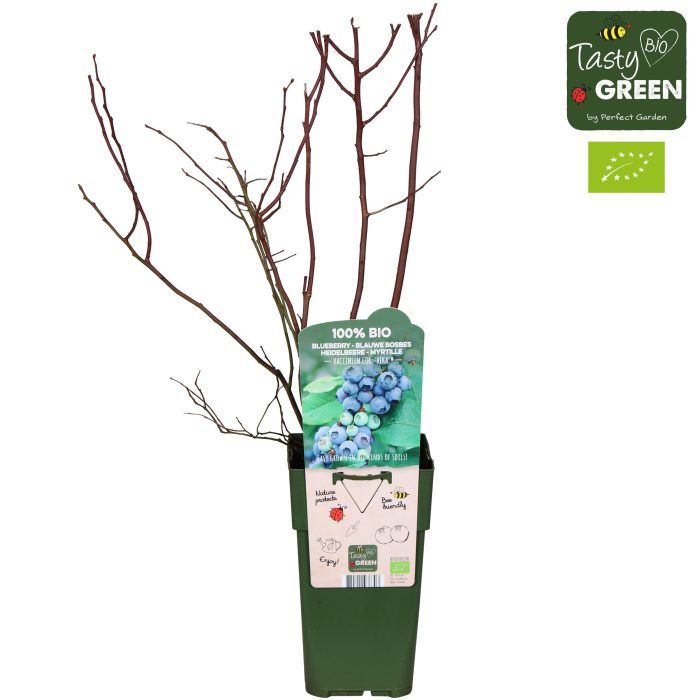 Vaccinium corymbosum 'Reka' Bio P15, D 15