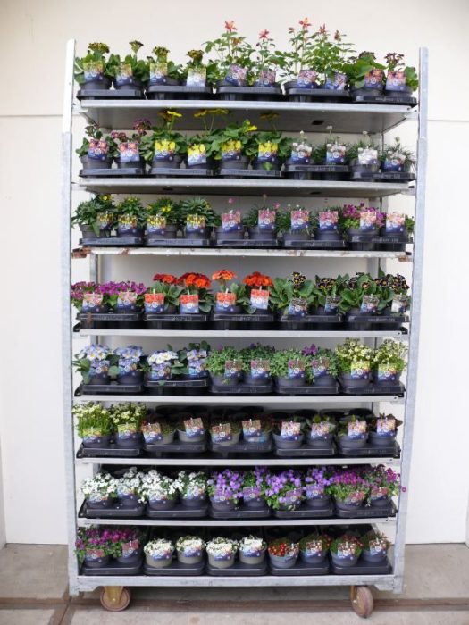 Vaste planten mix kar, D 13