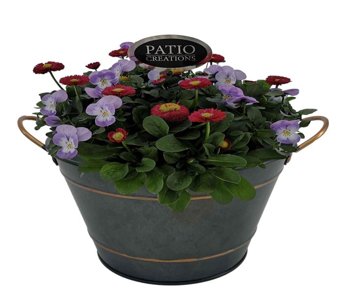 VB839-9323 Viola-Bellis Sterre zink rond, D 22