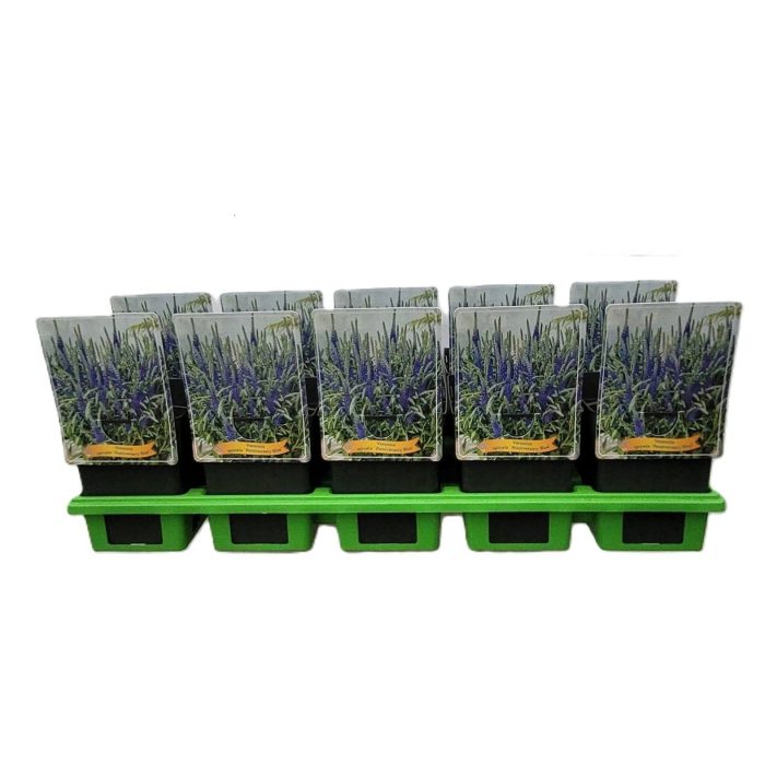 Veronica spicata 'Anniversary Blue' P11, D 11
