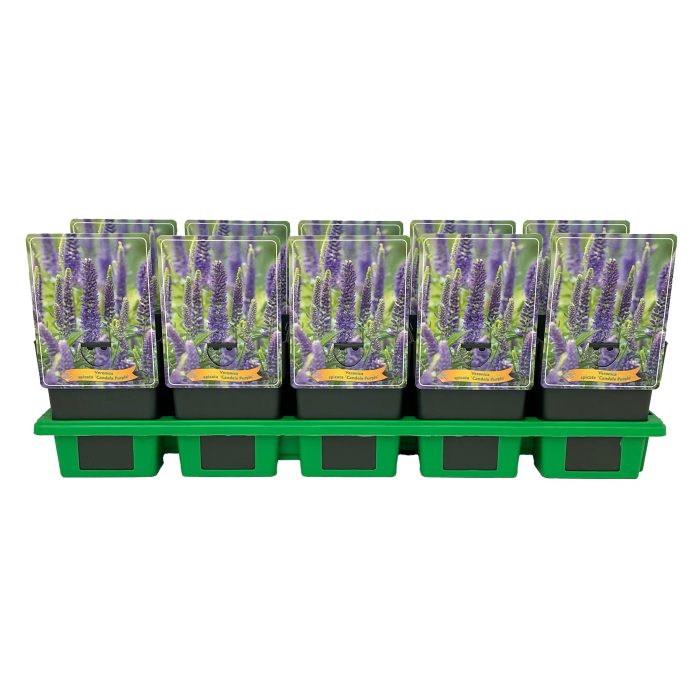Veronica spicata 'Candela Purple' P11, D 11