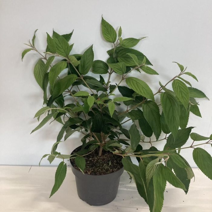 Viburnum plic. Kilimandjaro, D 21