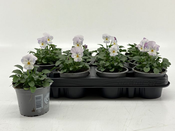 Viola Cornuta Lavender Pink, D 9