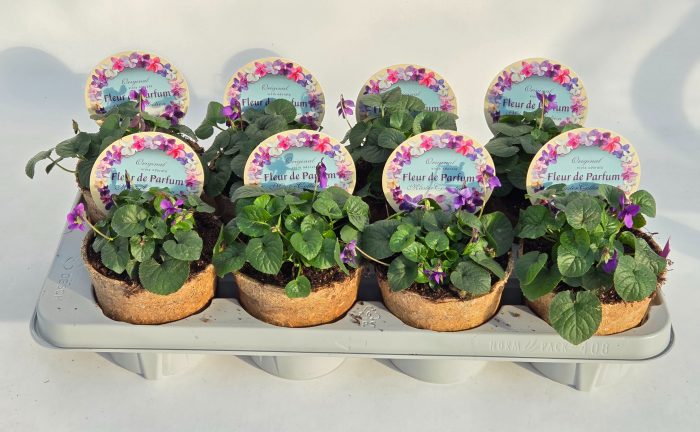 Viola Odorata "Fleur De Parfum", D 12,5
