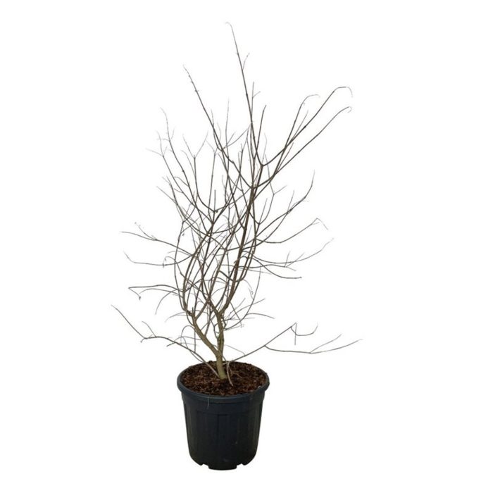 Vitex agnus-castus, D 40