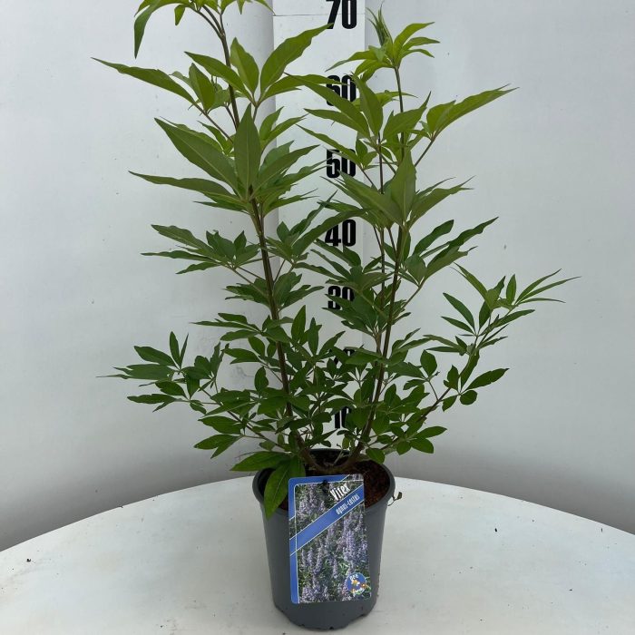 Vitex agnus-castus, D 17