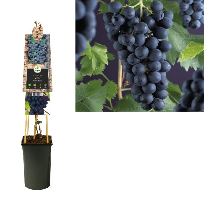 Vitis 'Frankenthaler' +3.0 label, D 17