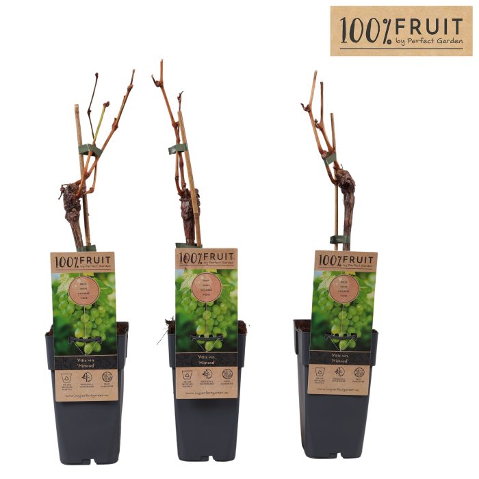 Vitis Himrod (pitloos) P15, D 15