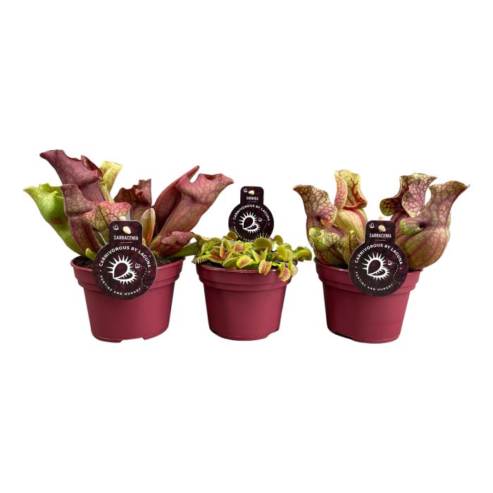 Vleesetende planten mix | 4 Sarracenia laag , 2 Dionaea, D 12