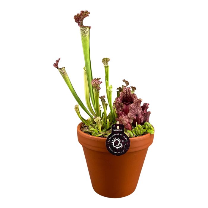 Vleesetende planten mix in 23 cm hoge terracotta pot, D 23