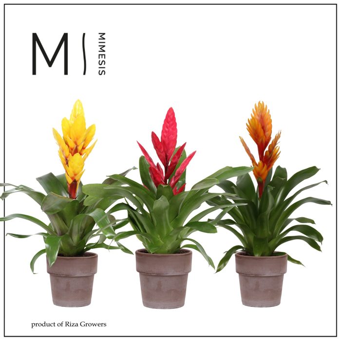 Vriesea Green - 13cm in Toscana | Mimesis, D 12