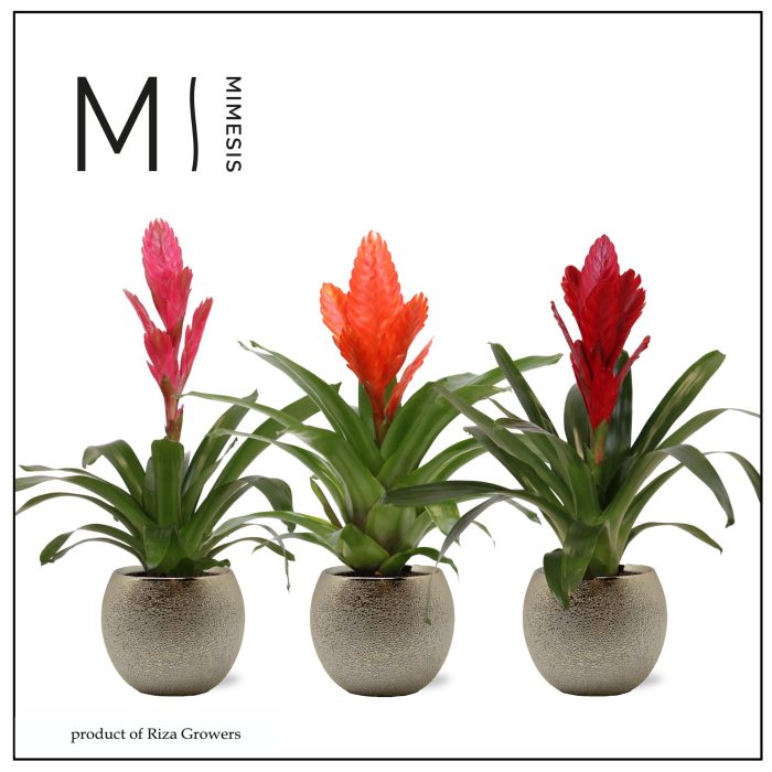Vriesea Stylish - 12cm in Bolivia Bubble Gold | Mimesis, D 12
