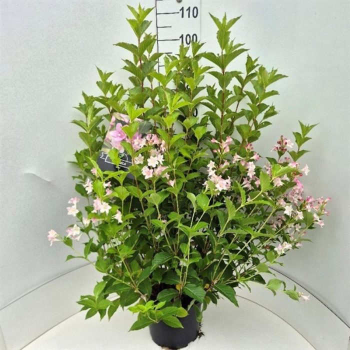 Weigela 'Rosea', D 29