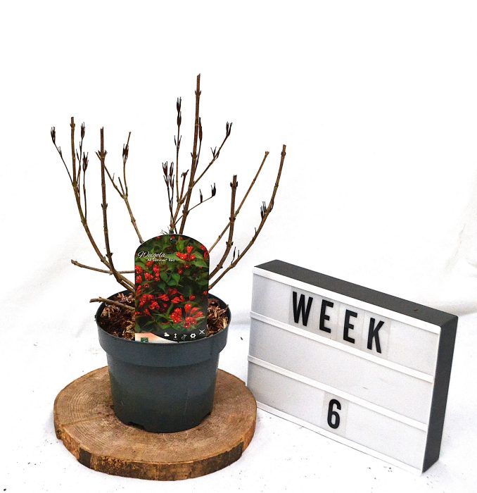 Weigela All Summer Red C3, D 19
