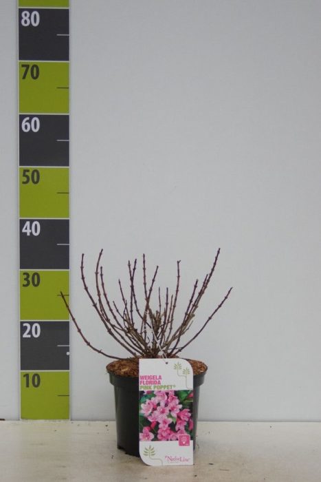 Weigela florida 'Pink Poppet' (S) C 3, D 19