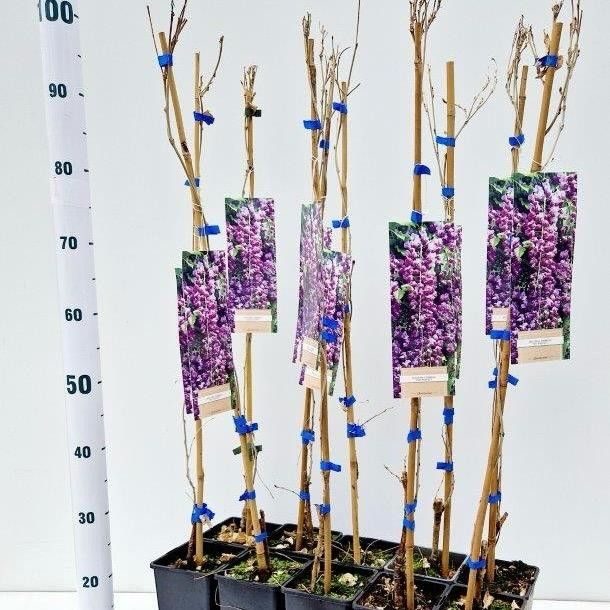 Wisteria formosa 'Issai Perfect' - gestokt, D 14