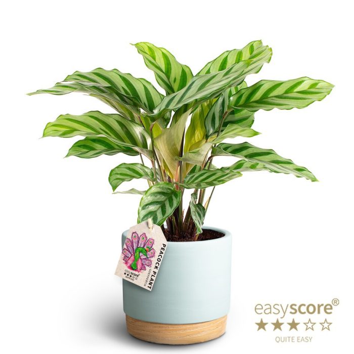 Woodbase Sky Blue, Calathea Freddy, D 12