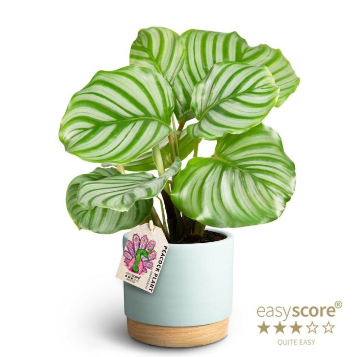 Woodbase Sky Blue, Calathea orbifolia, D 12