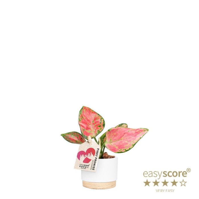Woodbase White, Aglaonema ´Pinky Promise`, D 7