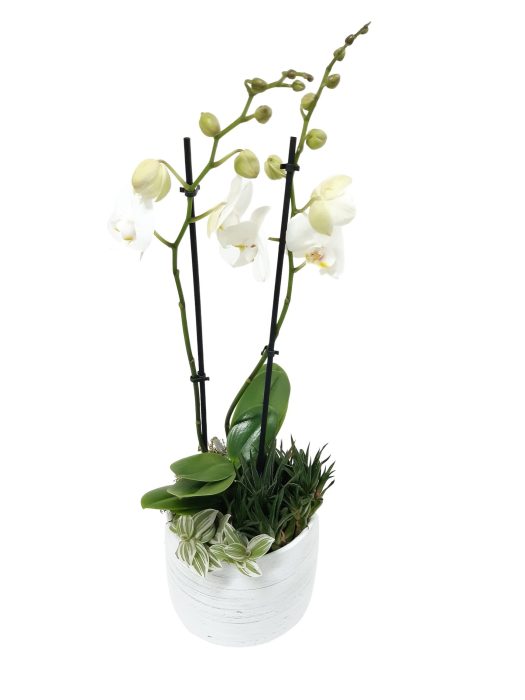 WPR18PHW Vintage pot 18cm Phalaenopsis Succulentmix, D 17