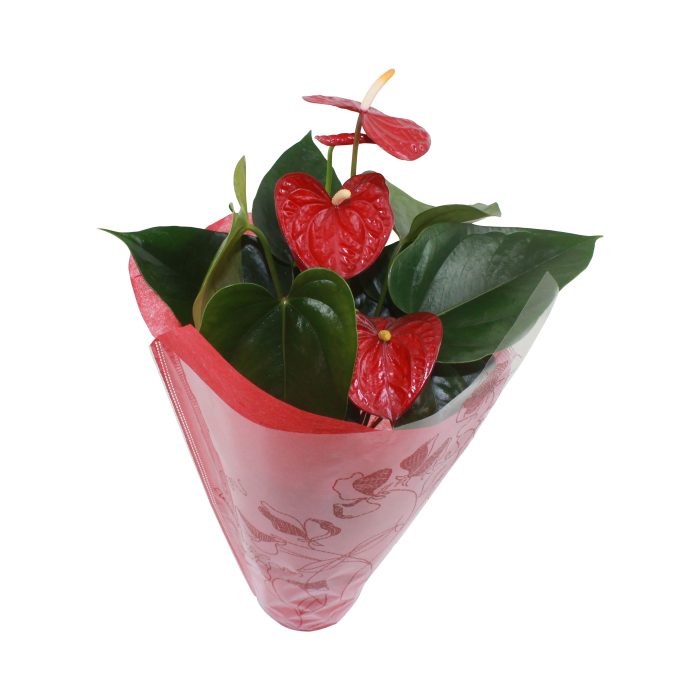 Xl.17 Easy Red 14cm met stoffen hoes, D 14