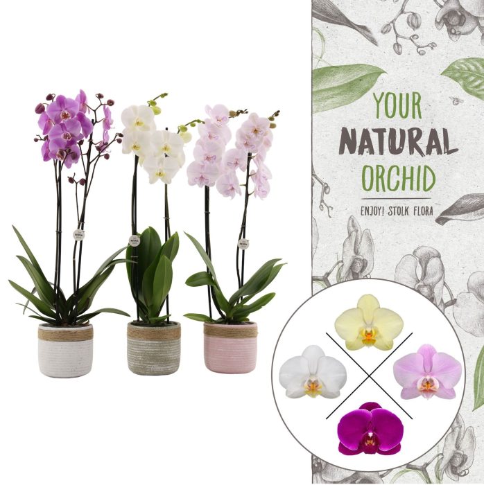 YNO| Mix in Pastel cement keramiek | Phal. 2 spike, D 12
