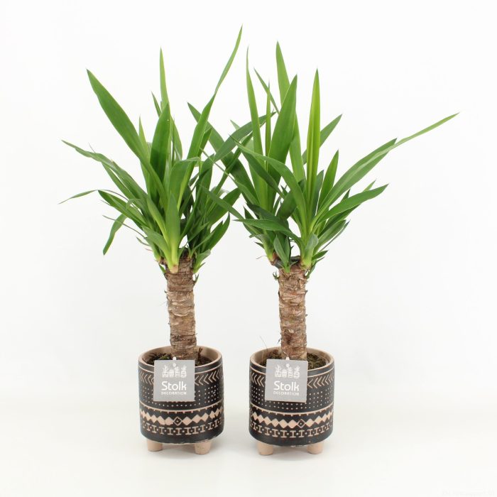 Yucca in Maya Pot, D 13