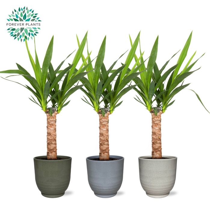 Yucca p14, 30 cm (2+ KOP) in FEM Keramiek, D 14