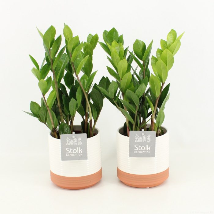 Zamioculcas Zamiifolia in Milou keramiek, D 13